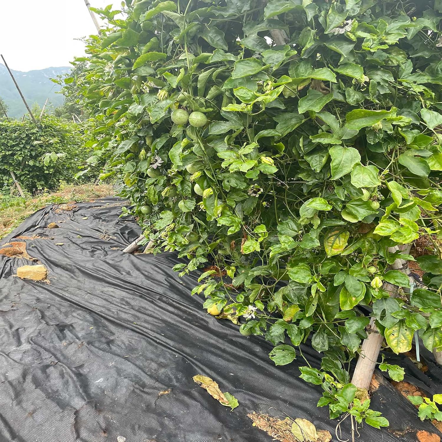 Unkrautvlies inkl. 6 Vlieshaken – Anti-Unkraut-Vlies 1,5m×5m 30g/m², Wasserdurchlässig & Reißfest für Garten, Hochbeet & Gewächshaus