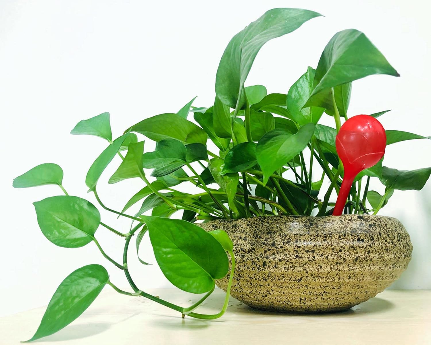 6 Stück Wasserkugel – Dosierte Bewässerung für Garten, Bonsai & Pflanzen, Automatisches Bewässerungsgerät