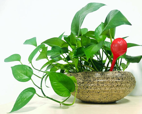 6 Stück Wasserkugel – Dosierte Bewässerung für Garten, Bonsai & Pflanzen, Automatisches Bewässerungsgerät