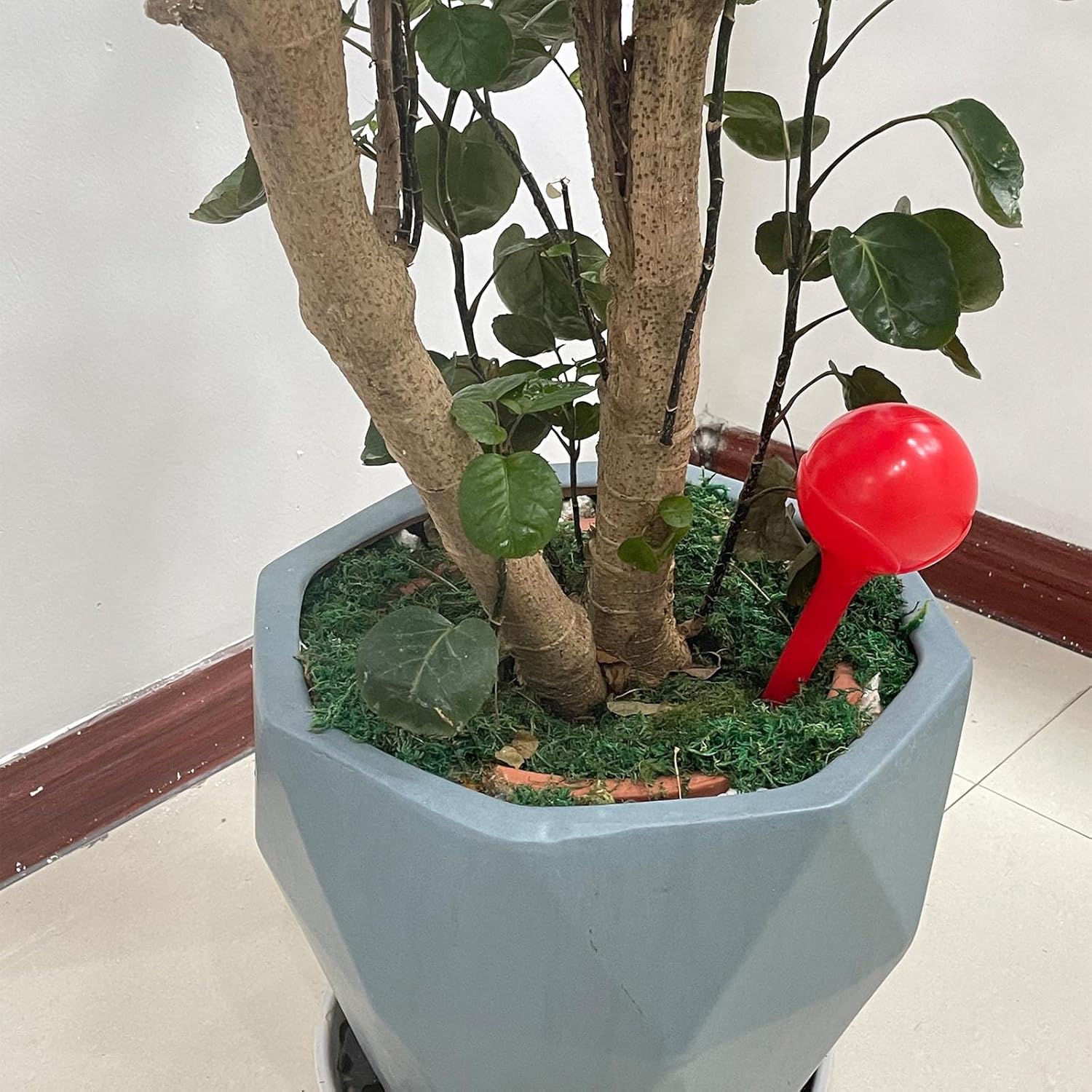 6 Stück Wasserkugel – Dosierte Bewässerung für Garten, Bonsai & Pflanzen, Automatisches Bewässerungsgerät